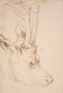 Tete de chevreuil uros - Dessin de Albrecht Durer (1471-1528), vers 1503 - Roebuckin pää - Kynä ja sivellin, harmaa ja ruskea muste paperille, kirjoittanut Albrecht Durer (1471-1528), n. 1503 - 22,8x15,3 cm - Nelson-Atkins Museum of Art, Kansas City, Misso tekijältä Albrecht Dürer