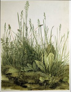 Suuri pala turvetta tekijältä Albrecht Dürer or Duerer