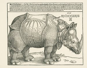 Sarvikuono tekijältä Albrecht Dürer or Duerer