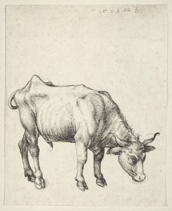 Nuori härkä, n. 1493 tekijältä Albrecht Dürer