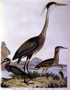 Herons, kaiverrus I. G. Marnicke (värillinen kaiverrus) tekijältä Alexander (after) Wilson