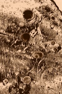 Happi tekijältä Alexander Adiels