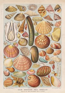 Brittiläiset simpukat (chromolitho)