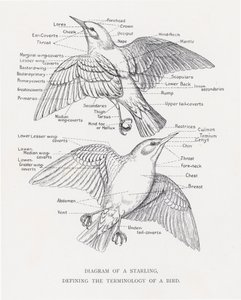 Kaavio kottaraisesta, joka määrittelee linnun terminologian (litho) tekijältä Alexander Francis Lydon