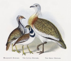 Macqueens Bustard, The Little Buttard, The Big Buttard tekijältä Alexander Francis Lydon