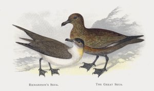 Richardsons Skua, Suuri Skua tekijältä Alexander Francis Lydon