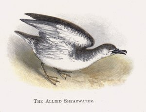 Allied Shearwater tekijältä Alexander Francis Lydon