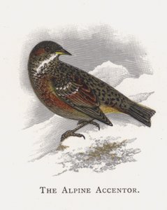 Alpine Accentor tekijältä Alexander Francis Lydon