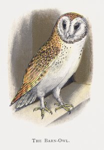 Pöllöpöllö tekijältä Alexander Francis Lydon