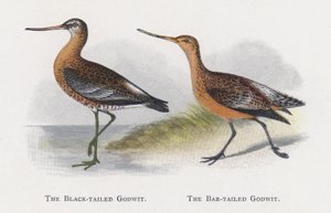 Black-tailed Godwit, Bar-tailed Godwit tekijältä Alexander Francis Lydon