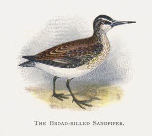 Leveänokkainen sandpiper tekijältä Alexander Francis Lydon