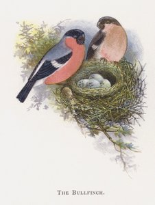 Bullfinch tekijältä Alexander Francis Lydon