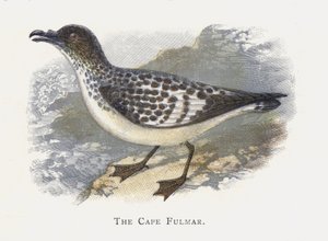 Cape Fulmar tekijältä Alexander Francis Lydon