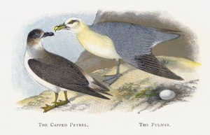 The Cappped Petrel, The Fulmar tekijältä Alexander Francis Lydon