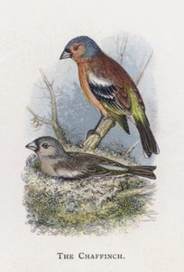 Chaffinch tekijältä Alexander Francis Lydon