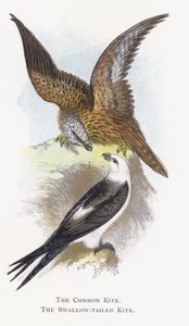 Tavallinen leija, Swallow-tailed Kite tekijältä Alexander Francis Lydon