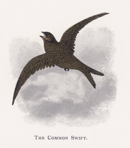Tavallinen Swift tekijältä Alexander Francis Lydon