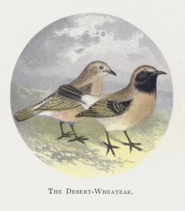 Desert-Wheatear tekijältä Alexander Francis Lydon