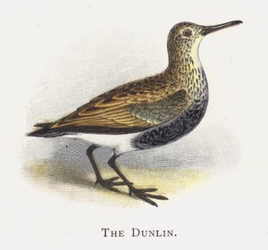 Dunlin tekijältä Alexander Francis Lydon