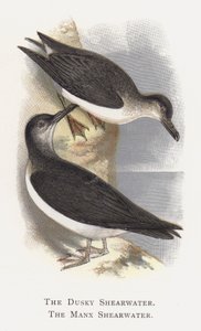 Dusky Shearwater, Manx Shearwater tekijältä Alexander Francis Lydon