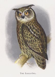 Eagle-Pöllö tekijältä Alexander Francis Lydon