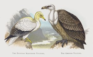 Egyptin raivokorppikotka, Griffon Vulture tekijältä Alexander Francis Lydon