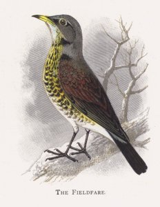 Fieldfare tekijältä Alexander Francis Lydon