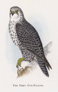 Harmaa Gyr-Falcon tekijältä Alexander Francis Lydon