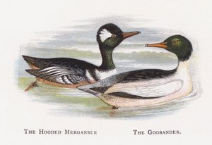 Hooded Merganser, The Goosander tekijältä Alexander Francis Lydon