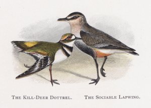 Killdeer Dotterel, seurallinen Lapwing tekijältä Alexander Francis Lydon