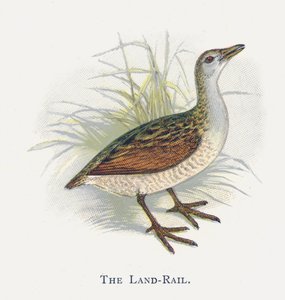 Land-Rail tekijältä Alexander Francis Lydon