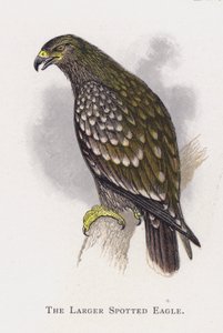 Isompi täpläkotka tekijältä Alexander Francis Lydon