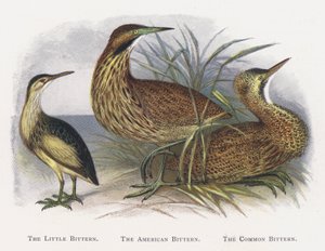 Little Bittern, American Bittern, Common Bittern tekijältä Alexander Francis Lydon