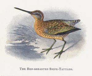 Punarintainen Snipe-Tattler tekijältä Alexander Francis Lydon