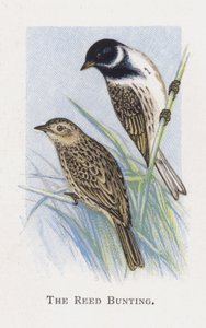 Reed Bunting tekijältä Alexander Francis Lydon