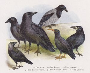 Torni, Korppi, Nakka, Hupuvaris, Raakavaris, Kukka