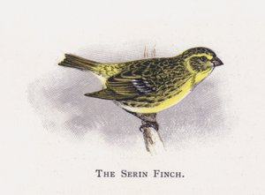 Serin Finch tekijältä Alexander Francis Lydon