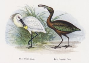 The Spoon-bill, The Glossy Ibis tekijältä Alexander Francis Lydon