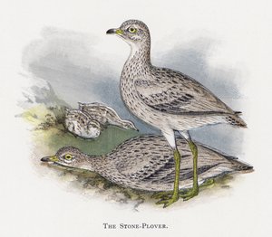 Stone-Plover tekijältä Alexander Francis Lydon