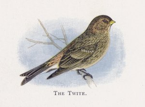 Twite tekijältä Alexander Francis Lydon
