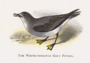 White-throated Grey Petrel tekijältä Alexander Francis Lydon