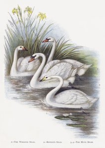 Laulujoutsen, Bewicks Swan, Kyhmyjoutsen tekijältä Alexander Francis Lydon