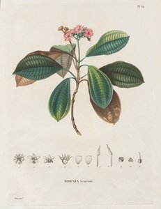 Matka uuden mantereen päiväntasausalueille, tehty vuosina 1709-1804: Monografia Melastomaceae: nro 54 tekijältä Alexander, Freiherr von Humboldt