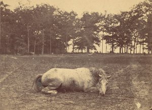 Is This Death - Antietam Battlefield, syyskuu 1862, 1862. tekijältä Alexander Gardner