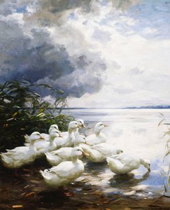 Ankat järven reunalla