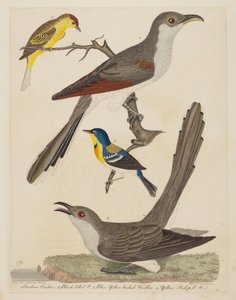 Carolina Cuckoo, Black-Billed Cuckoo, Blue Keltaselkäkäki ja Keltainen..., pub. 1808-1814.
