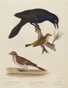 Naaras Crow Blackbird, Orange Crown Warbler, Lark Finch.