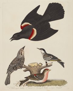 Punasiipinen kottarainen, naaras punasiipinen kottarainen, mustasukkainen ja pieni..., pub.1808-1814.