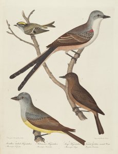 Swallow tailed Flycatcher, Arkansas Flycatcher, Say