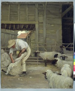 Lampaiden leikkaaminen